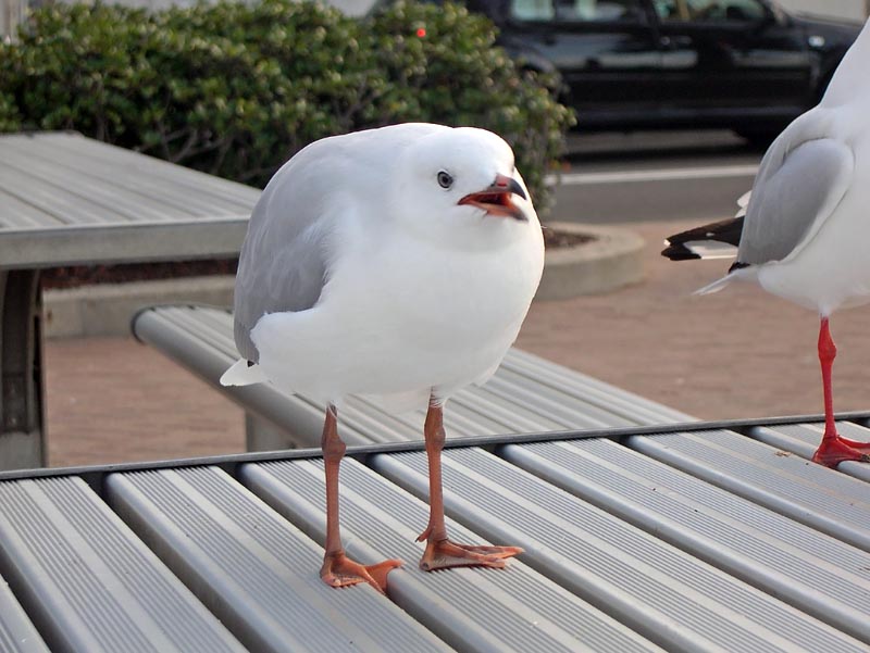 Silver Gull 