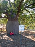 Bottle Tree