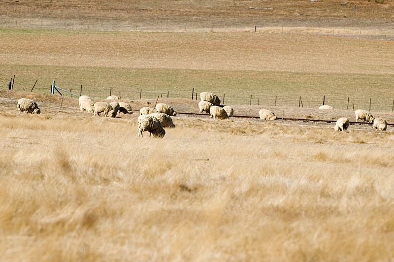 Sheep Grazing 