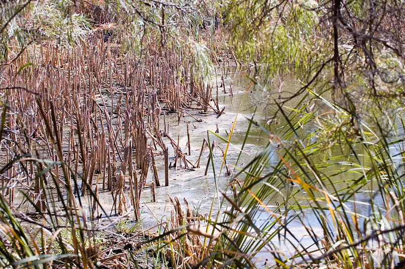 Willandra Creek 