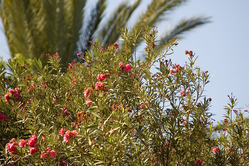 Rich Flora of Willandra 