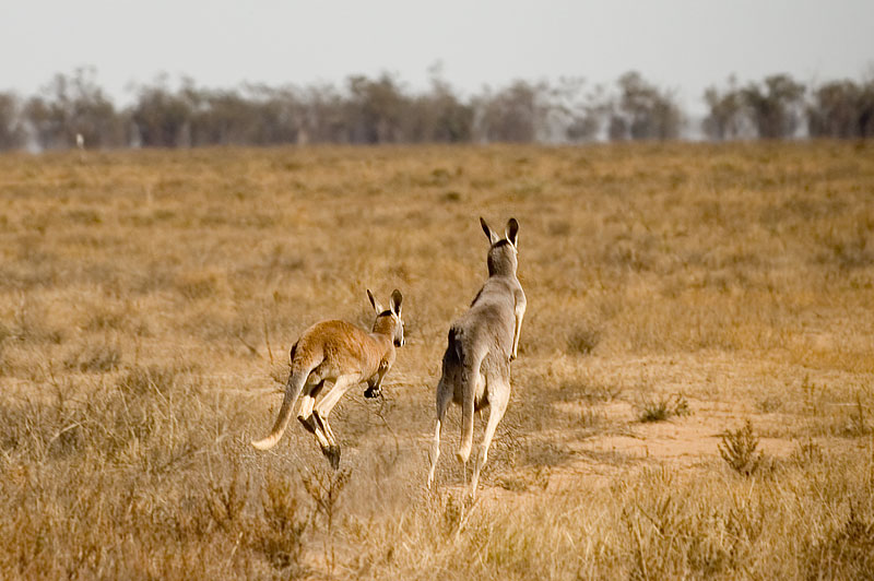 Red and Gray Kangaroos 