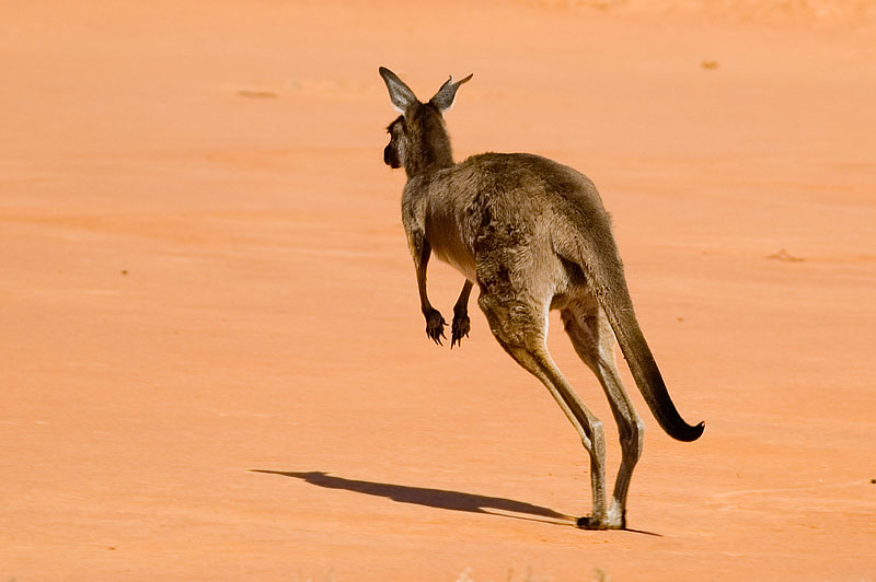 Kangaroo at Willandra 