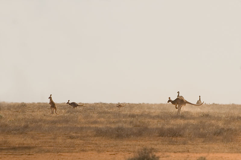 Emus and Kangaroos 