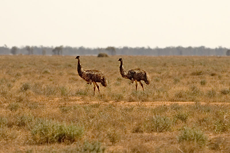 A Couple of Emus 