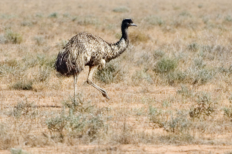 Australian Bird Emu 