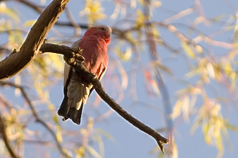 Galah 