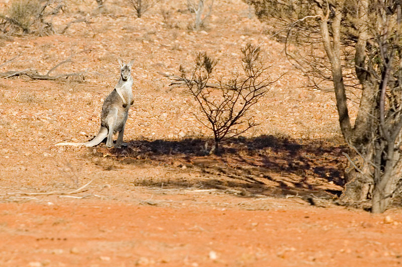 Roo at Home 