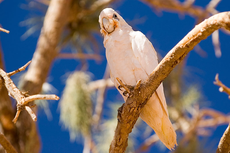 Little corella 