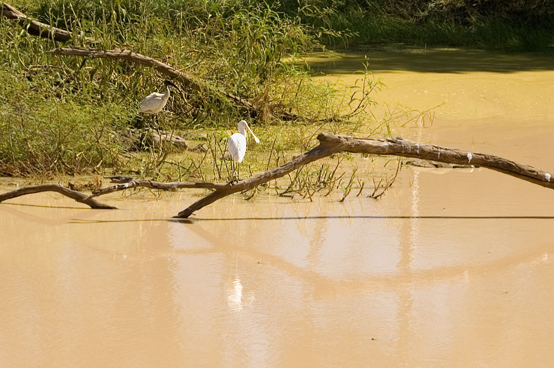 A Sacred Ibis and a Yellow-billed Spoonbill 