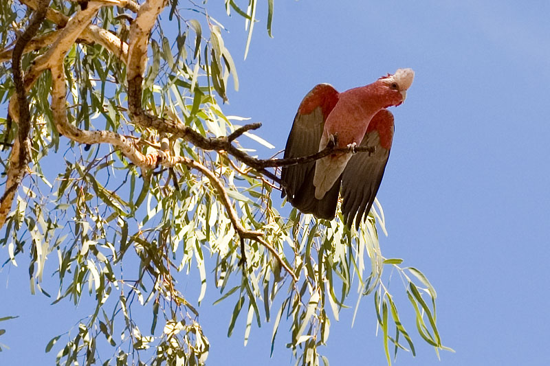 Galah on a Gum Tree 