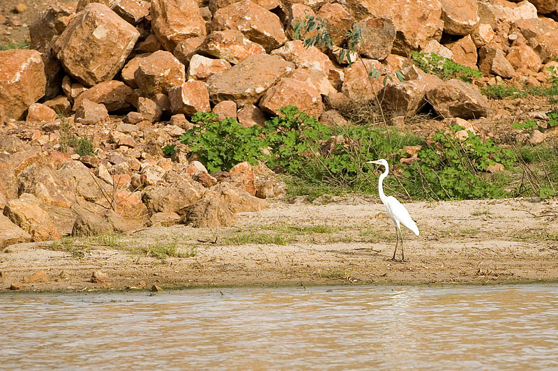 Great Egret by the Currareva Waterhole 