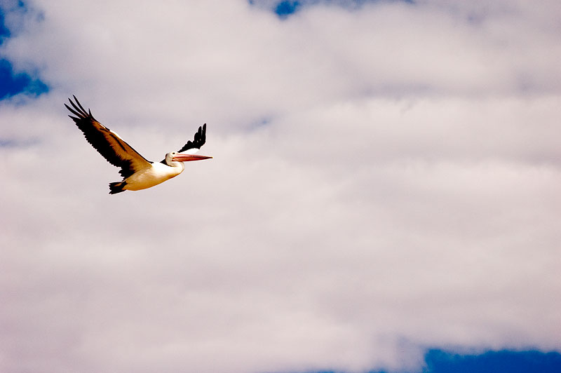 Australian Pelican in Flight 
