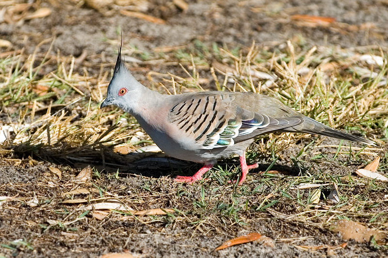 Crested Pigeon 