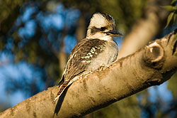 Kookaburra