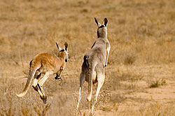 Kangaroos