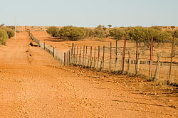 The Dingo Fence