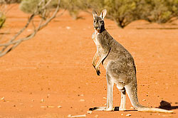 Gray Kangaroo