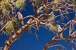 A couple of cockatoos