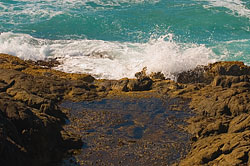 Champagne Pools