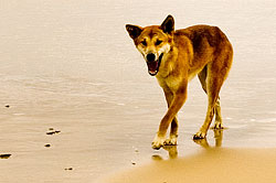 Dingo