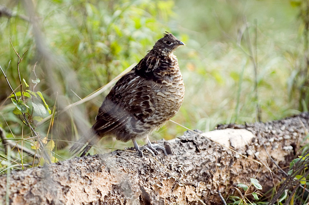 Tasty Looking Bird 