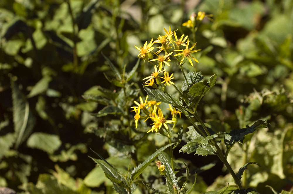 Yellow Flowers at Glacier 