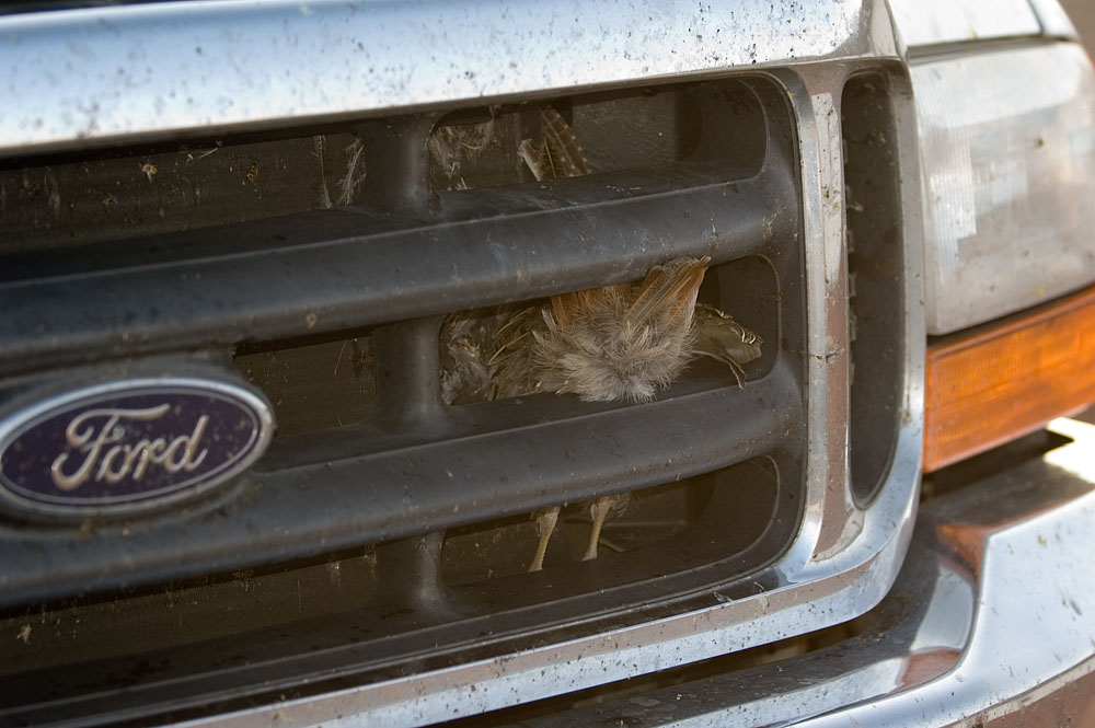Poor Quail As we turned a bend in the road, several quails took wing right in front of our truck, and unfortunately one was hit and stuck in the grill