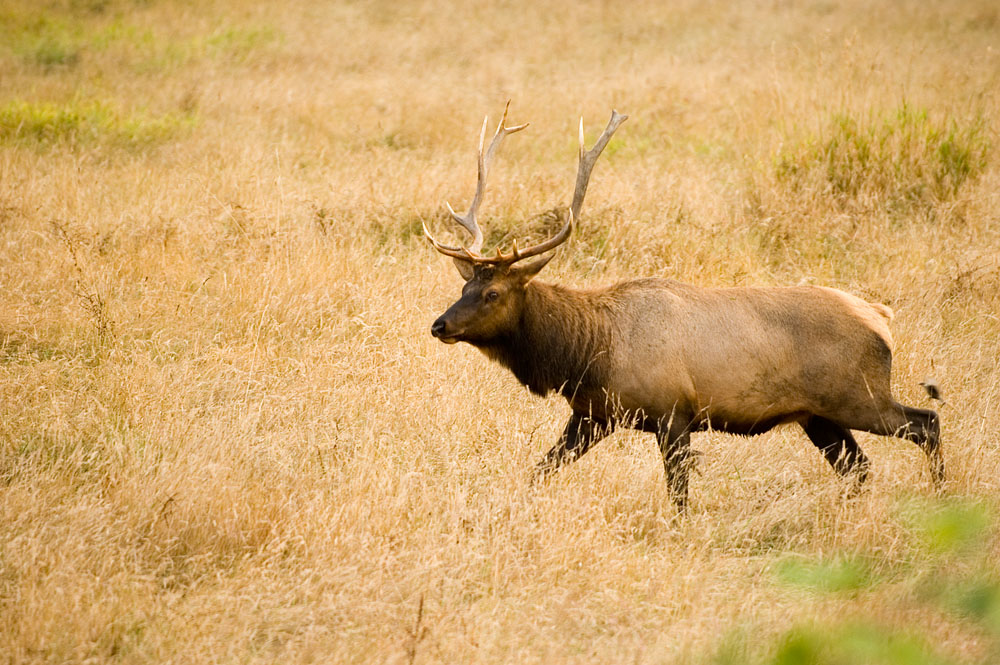 Elk 