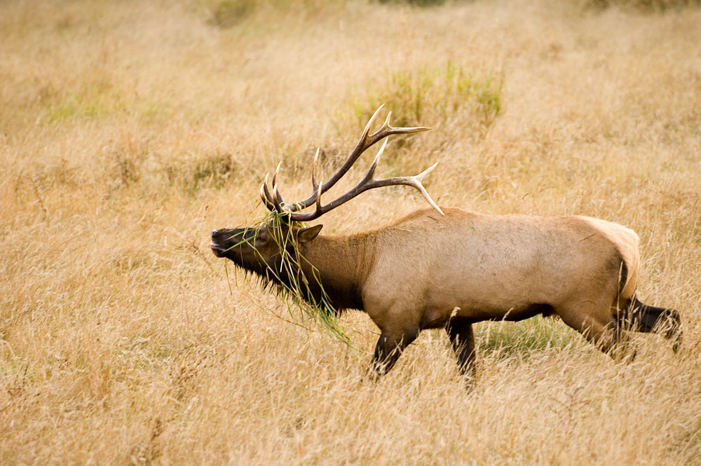 Camouflaged Elk 