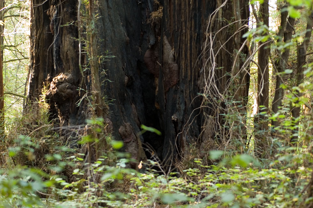 California Redwood 