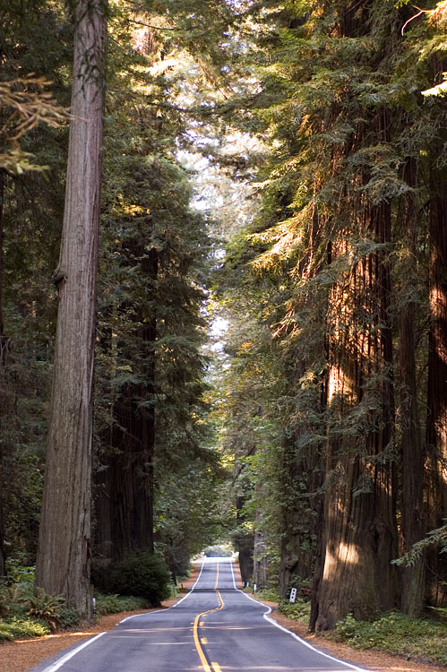 Avenue of the Giants Scenic Byway 