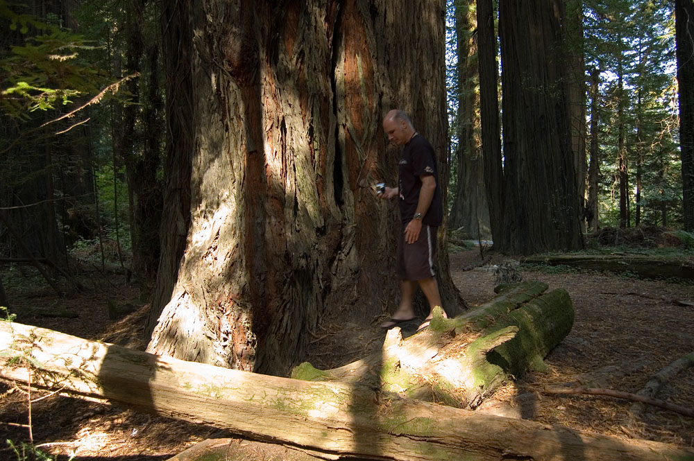 No Shrooms, but Plenty of Giant Trees  