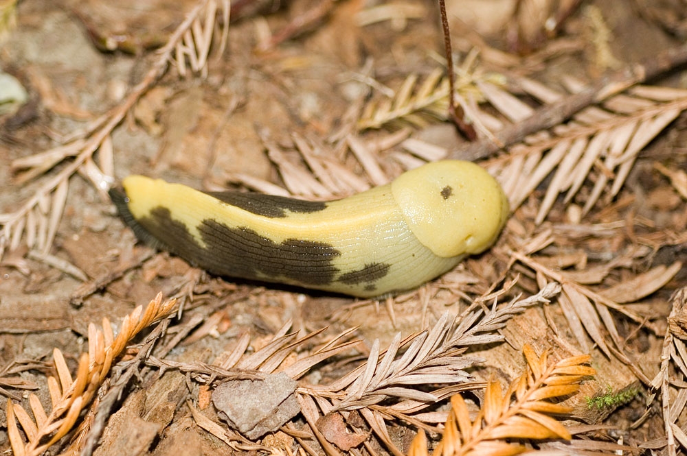 Banana Slug 