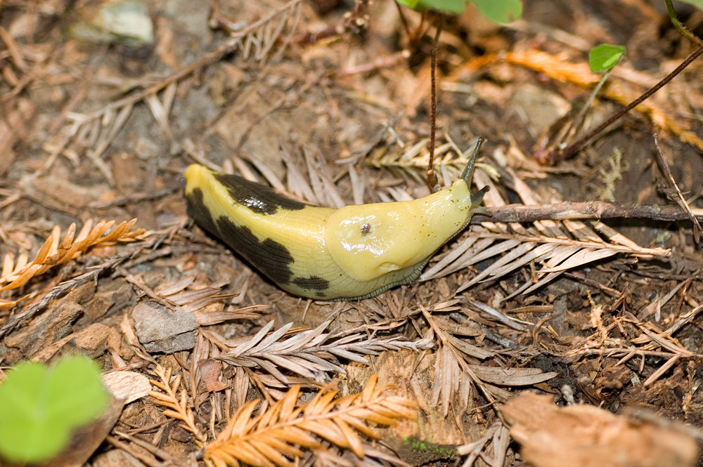 Banana Slug Showing its Horns 