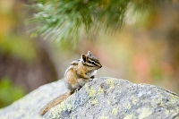 DSC_1931_Our_friend_Chipmunk 