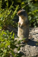 DSC_1960_Columbian_Ground_Squirrel