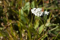 DSC_1974_White_Flowers_at_Glacier