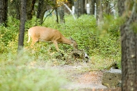 DSC_2043_Deer