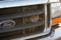 DSC_2086_Poor_Quail As we turned a bend in the road, several quails took wing right in front of our truck, and unfortunately one was hit and stuck in the grill