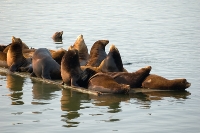 DSC_2161_Sea_Lions