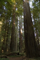 DSC_2280_California_Redwoods