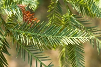 DSC_2291_Redwood_Leaves 