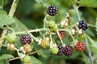 DSC_2292_Tasty_Blackberries