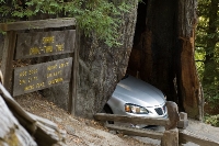 DSC_2348_Shrine_Drive-Trough_Tree 